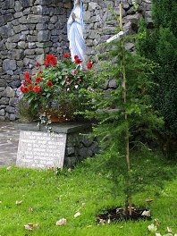 Cedar Tree in memory of Fr O'Hanlon