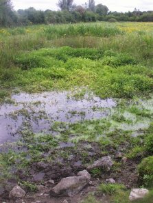 St Brigid's Well