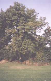 Reputed site of children's graveyard