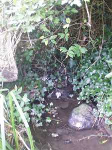 St Mary Magdalene's Well