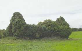 Kilmurly church ruin
